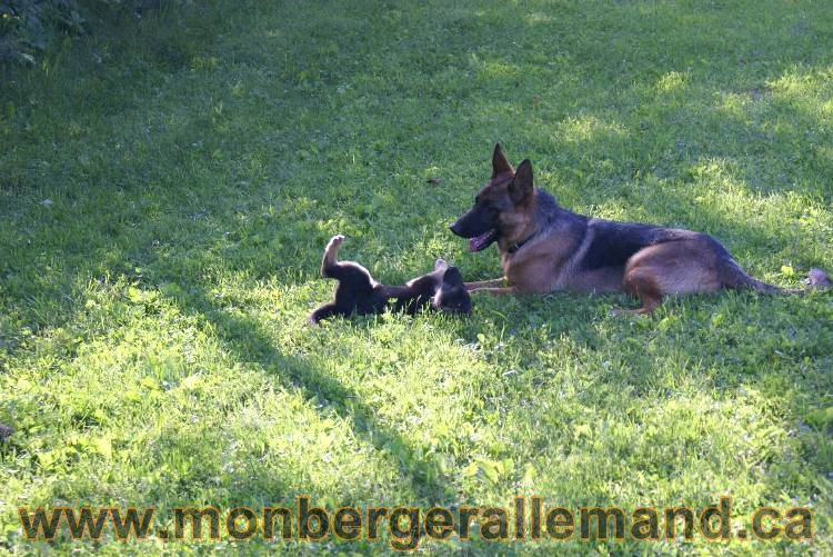 17 juin 2011 - Berger Allemand de grande LIgnée