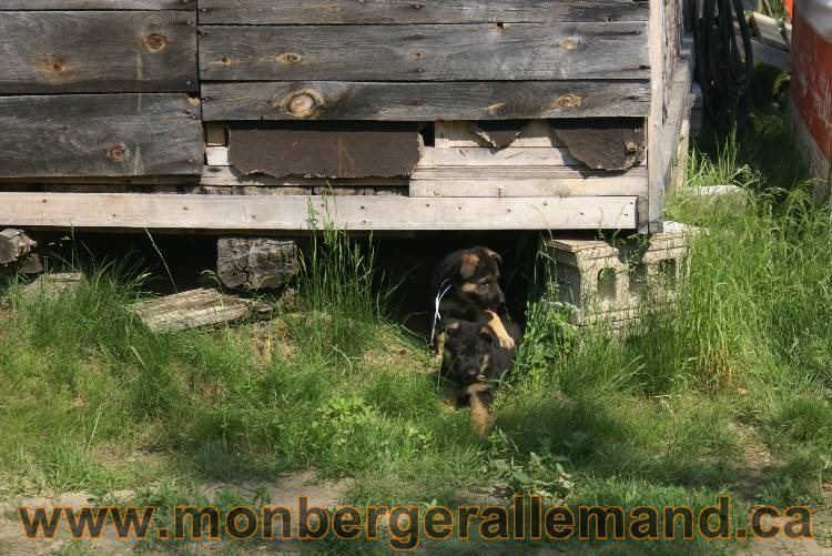 17 juin 2011 - Berger Allemand de grande LIgnée