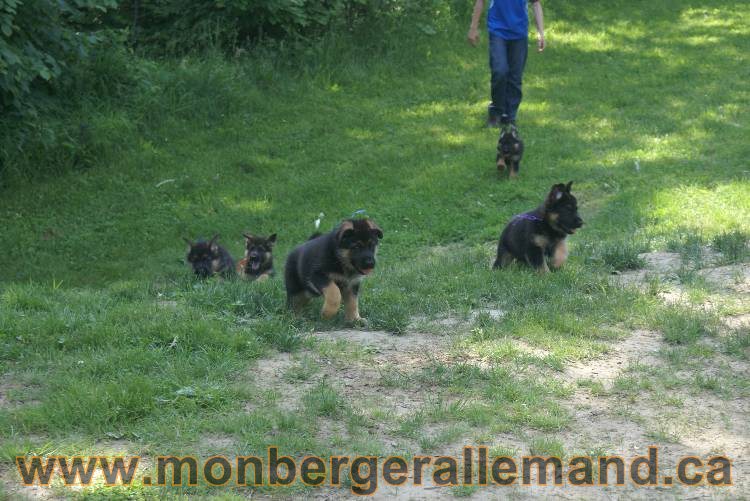 17 juin 2011 - Berger Allemand de grande LIgnée