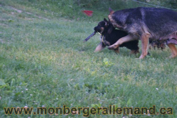 Photos de nos chiots berger allemands 21 juin 2011