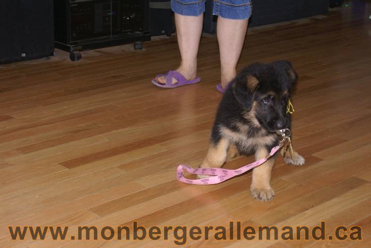 Chiots Berger allemand qui vont nous quitter... !!! Bonne chance mes bébés !!