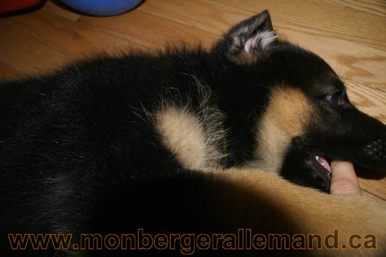 Chiots Berger allemand qui vont nous quitter... !!! Bonne chance mes bébés !!