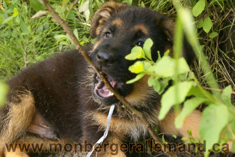 Des chiots berger Allemand très spécial !