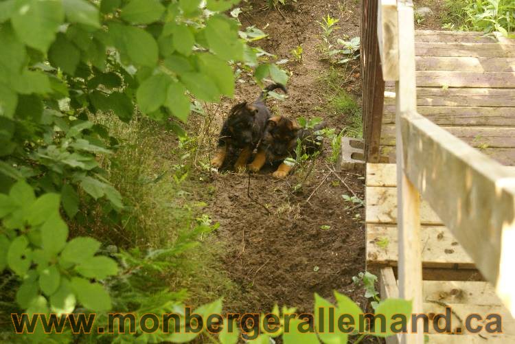 Des chiots berger Allemand très spécial !