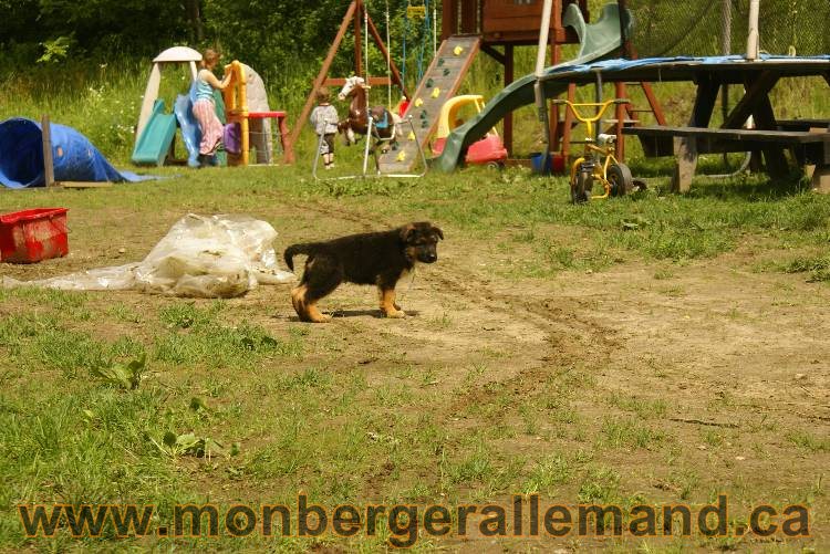 Des chiots berger Allemand très spécial !