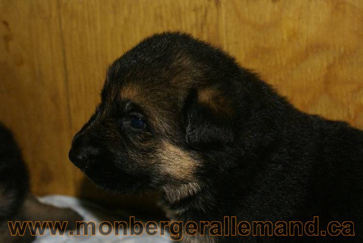 Chiots Berger allemand - De chiots très spécial !