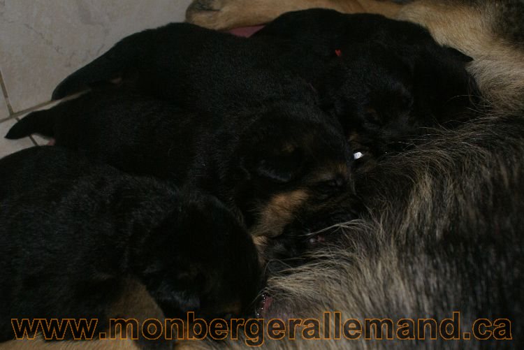 Les chiots et les chiens berger allemand