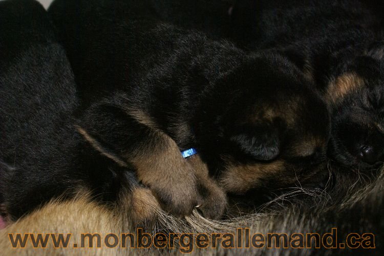 Les chiots et les chiens berger allemand