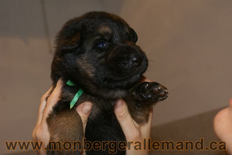 Chiots berger allemand a Lady