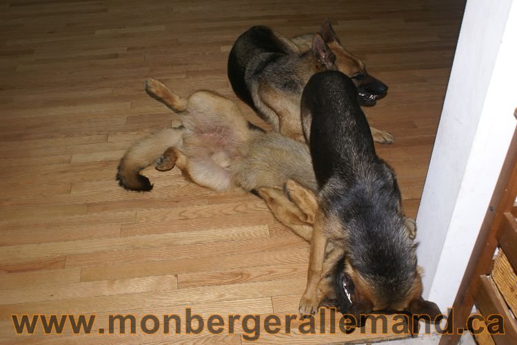 Les chiots berger allemand a Lady 22 mai 2011 - 22 jours de vie