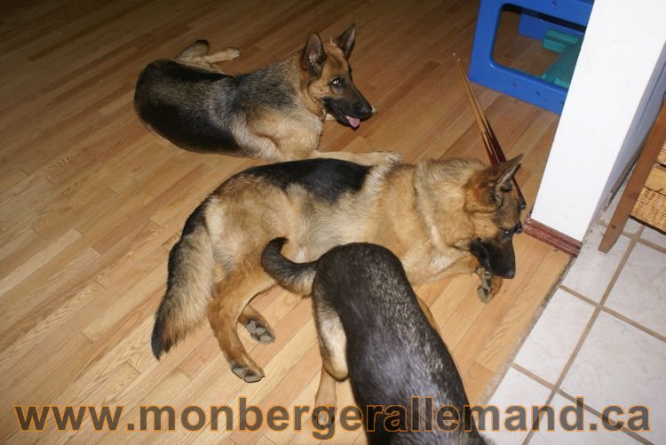 Les chiots berger allemand a Lady 22 mai 2011 - 22 jours de vie