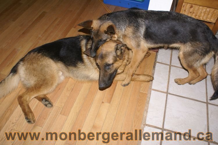 Les chiots berger allemand a Lady 22 mai 2011 - 22 jours de vie