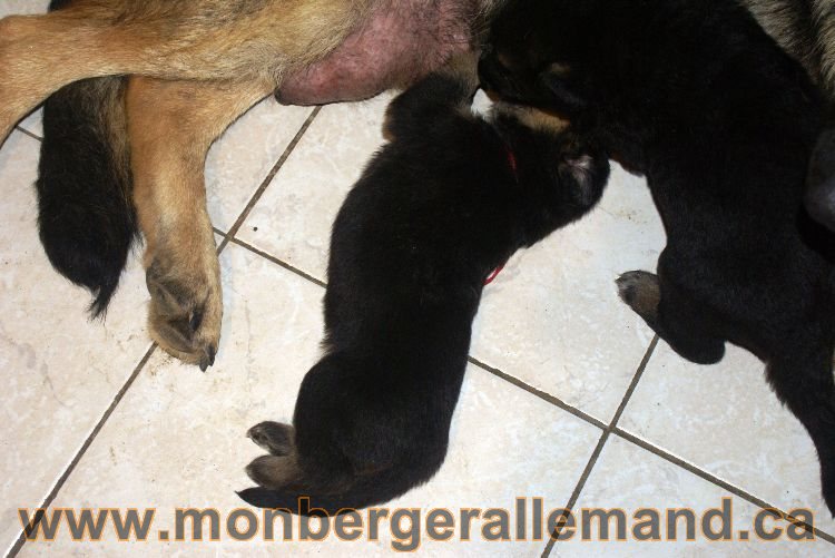 Les chiots berger allemand a Lady 22 mai 2011 - 22 jours de vie