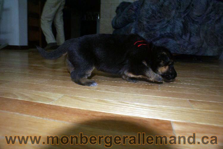 Chiots berger allemand 22 jours de vie