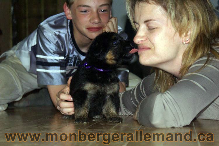 Chiots berger allemand 22 jours de vie