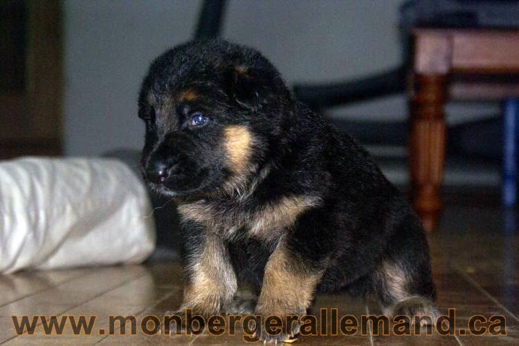 Chiots berger allemand 22 jours de vie