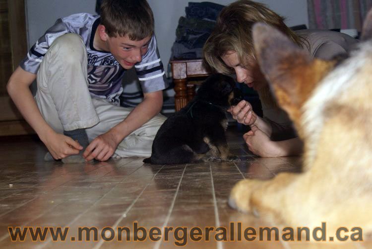 Chiots berger allemand 22 jours de vie