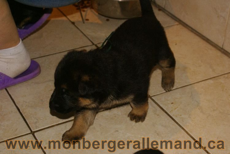 Chiots berger allemand 26 mai 2011