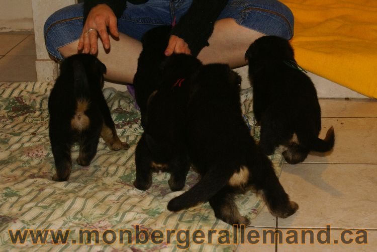 Chiots berger allemand 26 mai 2011