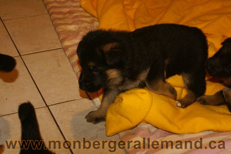 Chiots berger allemand 26 mai 2011