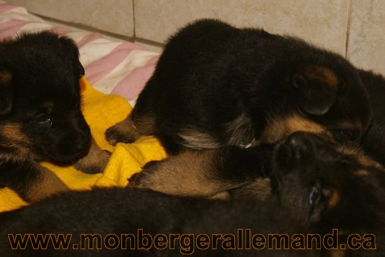 Chiots berger allemand 26 mai 2011