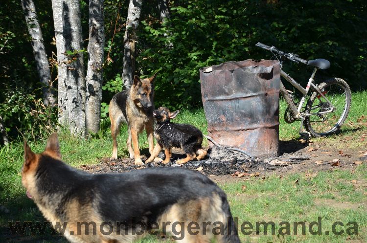 Chiots et Chien berger allemand de grnde lignées - Outaouais Laurentides 26 Aout 2011