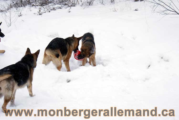 Chiot Berger Allemand a vendre regulierement - Québec, Canada , Montreal , gatineau sherbrooke, mirabel, lanaudière, laurentides, estrie et plus.