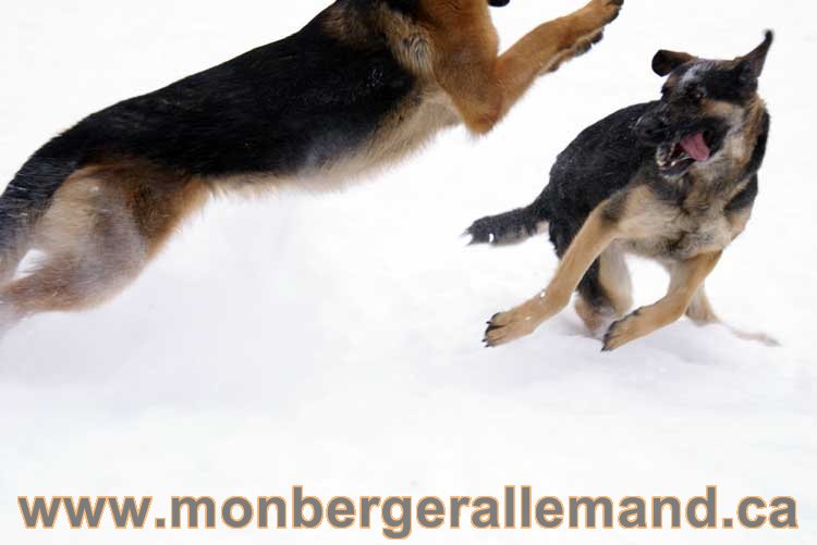 Chiot Berger Allemand a vendre regulierement - Québec, Canada , Montreal , gatineau sherbrooke, mirabel, lanaudière, laurentides, estrie et plus.