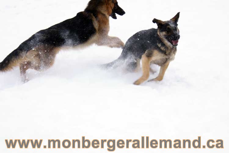 Chiot Berger Allemand a vendre regulierement - Québec, Canada , Montreal , gatineau sherbrooke, mirabel, lanaudière, laurentides, estrie et plus.