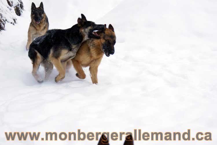 Chiot Berger Allemand a vendre regulierement - Québec, Canada , Montreal , gatineau sherbrooke, mirabel, lanaudière, laurentides, estrie et plus.