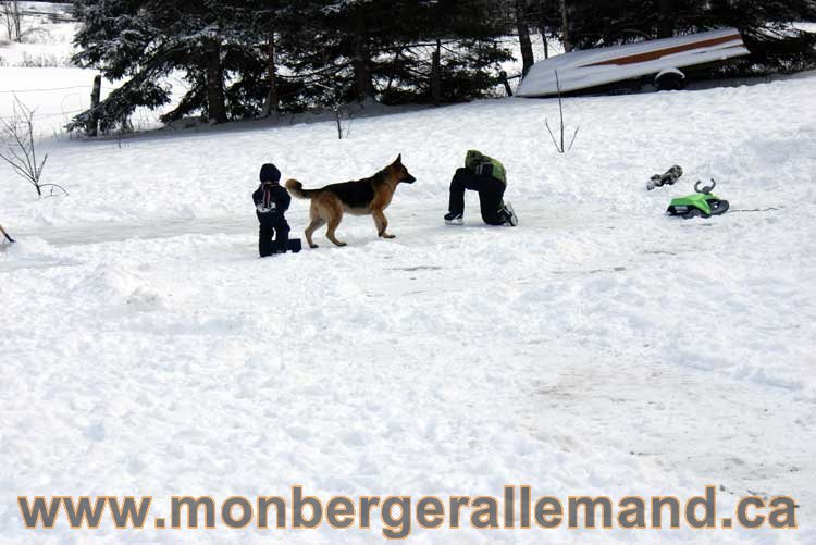 Berger allemand 2011 -  OPutaouais, Laurentides, de Montreal a sherbrooke,  de l'estrie a la monteregie Québec, Canada