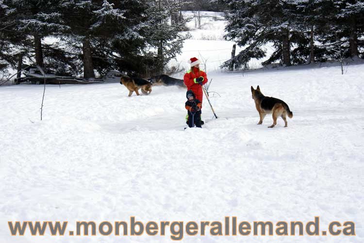 Berger allemand 2011 -  OPutaouais, Laurentides, de Montreal a sherbrooke,  de l'estrie a la monteregie Québec, Canada