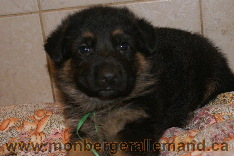 Vert - Male Berger Allemand