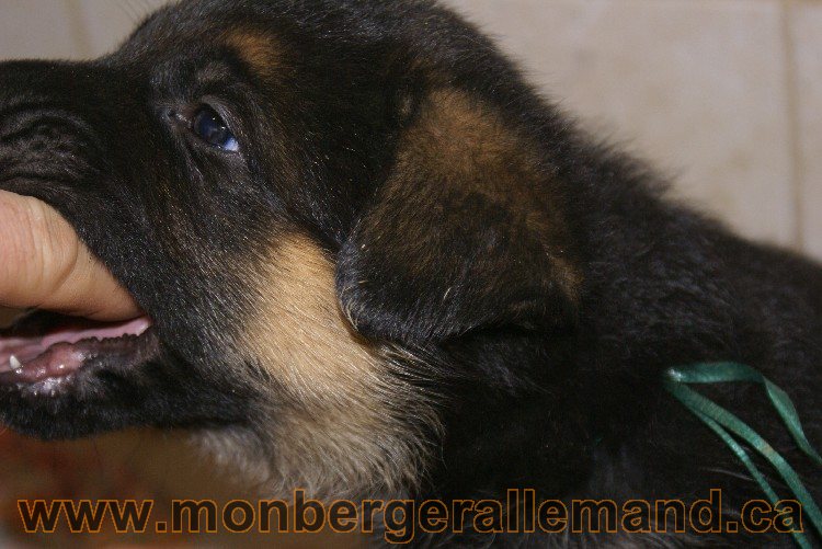 Vert - Male - Berger Allemand