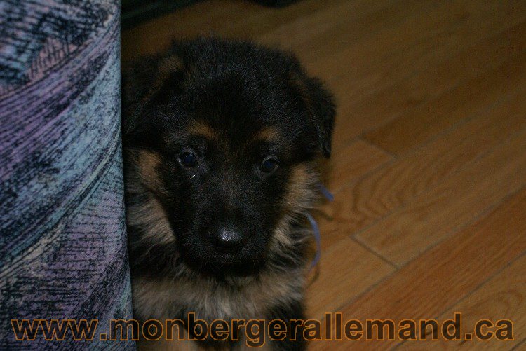 Bleu Clair - Male Berger allemand