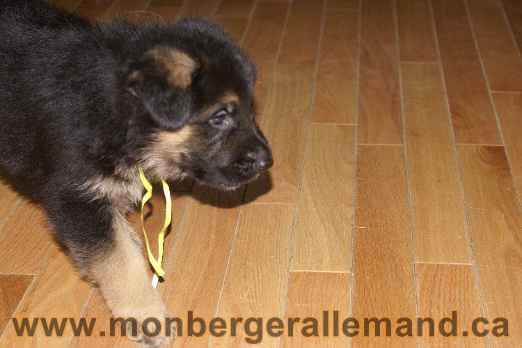 Jaune - Male Berger allemand