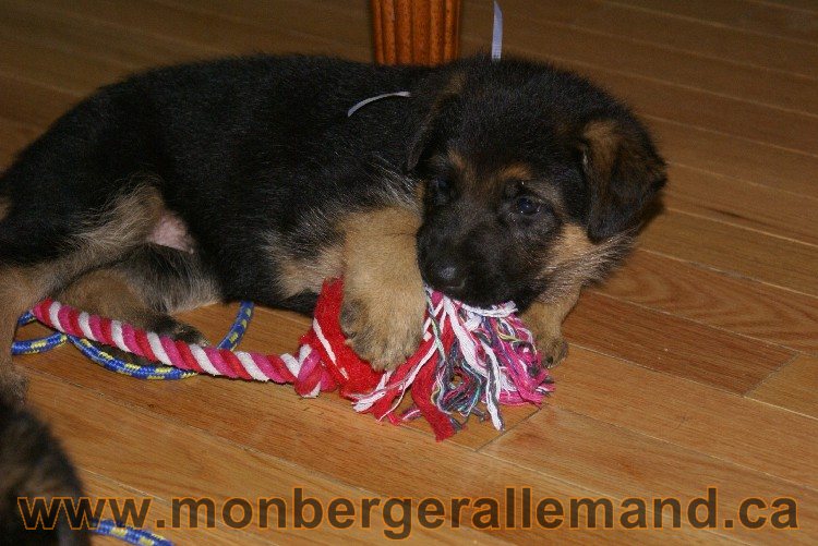 Bleu Clair - Male Berger allemand