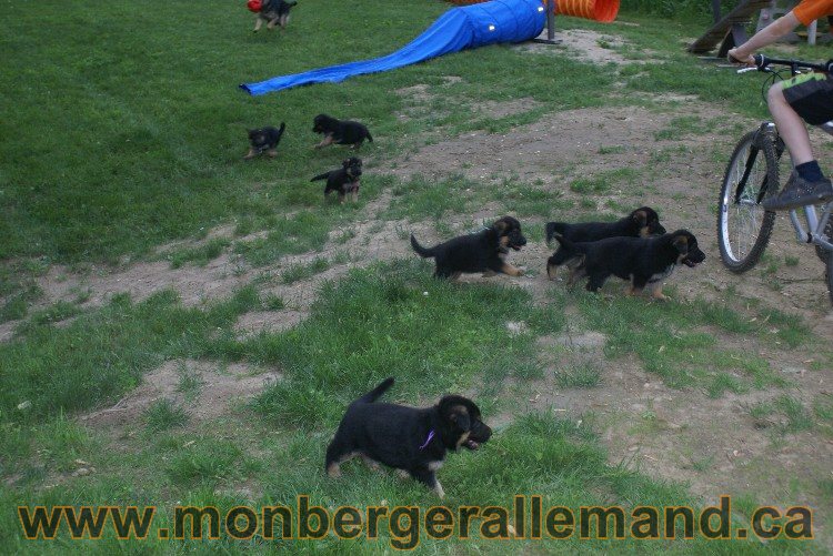 Chiots Berger allemand a Lady 8 Juin 2011