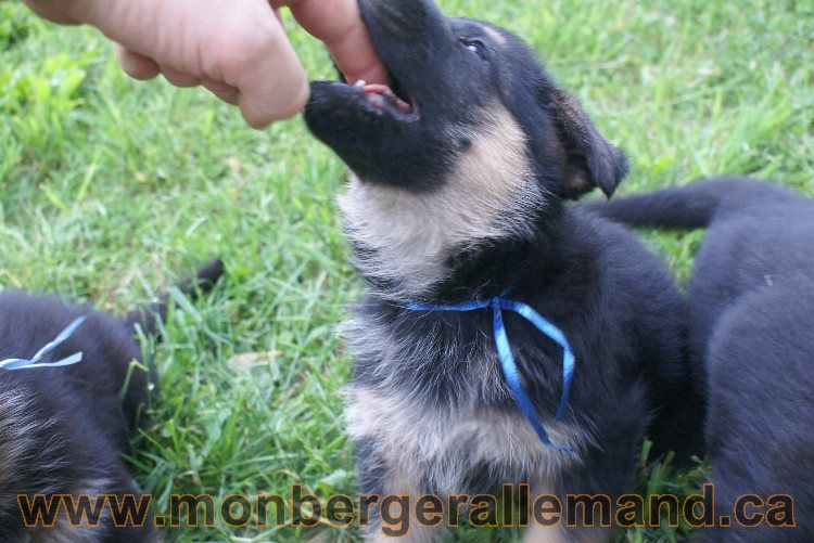 Chiots Berger allemand a Lady 8 Juin 2011