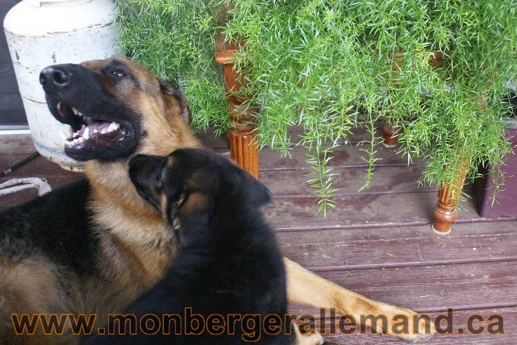 4 juillet 2011 chiot berger allemand disponible