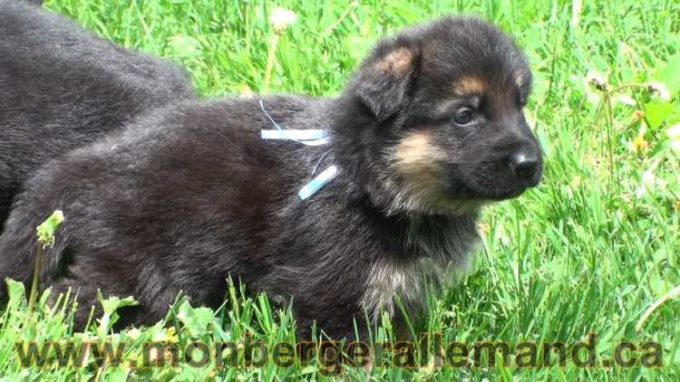 Blue clair - Male Berger Allemand