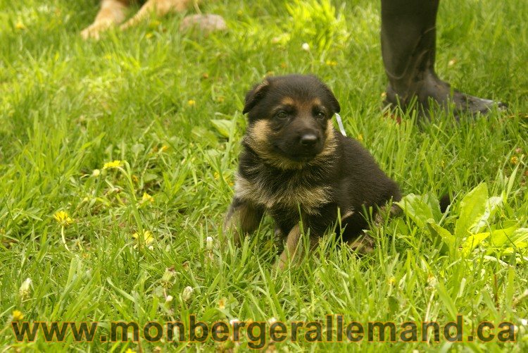 Blue clair - Male Berger Allemand