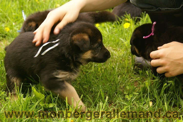 Blanche neige  Femelle Berger Allemand