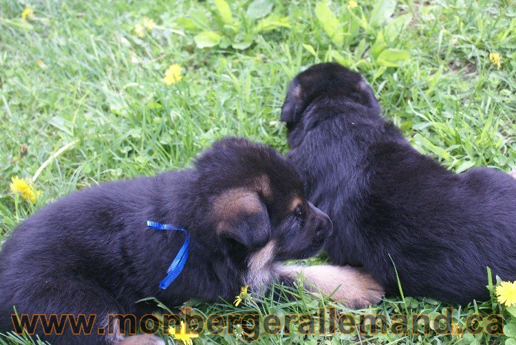 Blue Male Berger Allemand