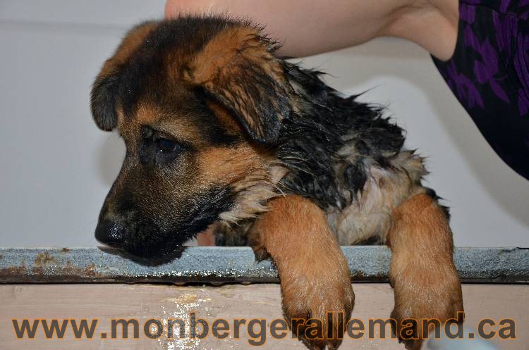 Les chiots berger allemand - 3 Aout 2011