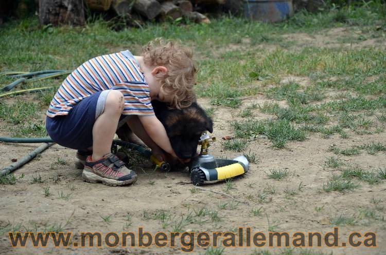 Les chiots berger allemand - 3 Aout 2011