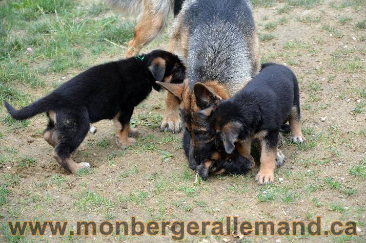 Les chiots berger allemand - 3 Aout 2011