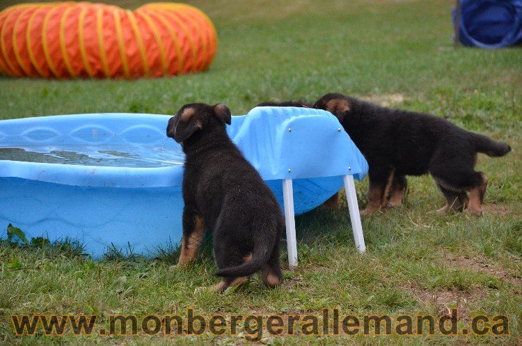 Les chiots - Berger allemand de grande lignées !