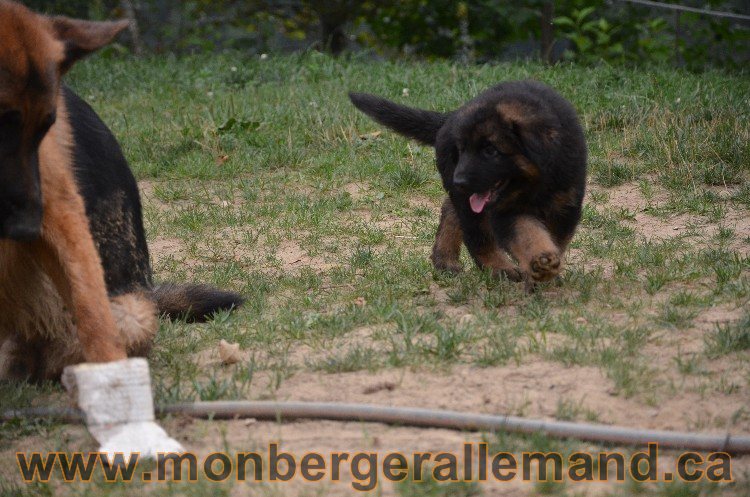 Les chiots - Berger allemand de grande lignées !