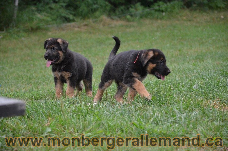 Les chiots - Berger allemand de grande lignées !